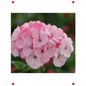 Lekeli Pembe Gül Sardunya F1 Tohumu (10 Adet)