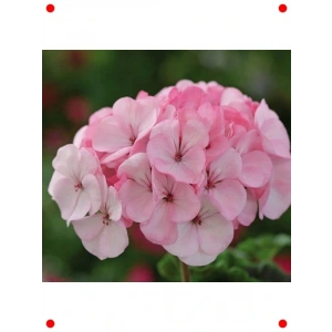 Lekeli Pembe Gül Sardunya  Tohumu (10 Adet)