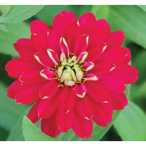 Lekeli Pembe Sardunya Tohumu - 5 Adet, Top Çiçekli