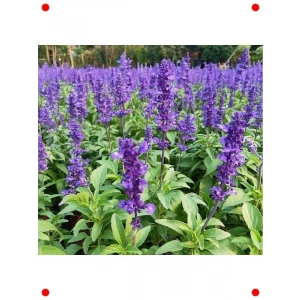Leylak Ateş Çiçeği (Salvia ) - 30 Tohum