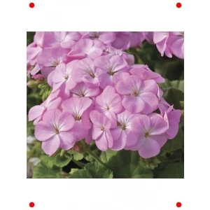 Leylak Gül Sardunya  Tohumu (10 Adet)