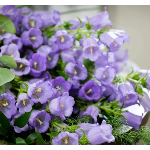 Leylak Renkli Maviş Çan Çiçeği Tohumu - 5 Adet