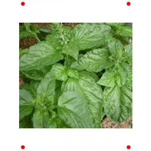 Limon Kokulu Fesleğen Tohumu (Özel Seri)