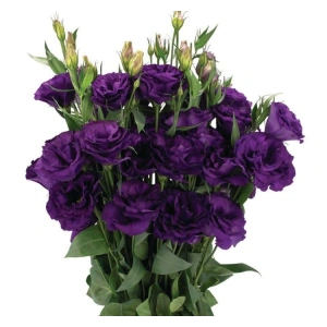 Lisianthus (Lale Gül) Advantage Serisi - MOR (5 Tohum)