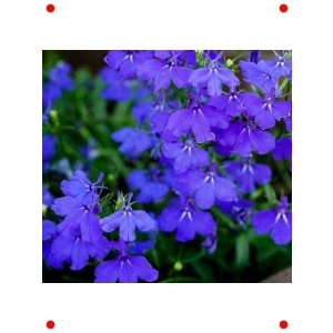 Lobelya Çiçeği Karışık Renk Tohumları - 400 Adet