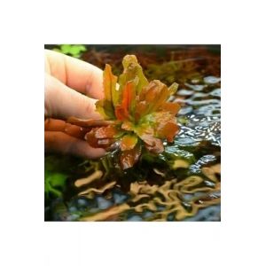 Ludwigia Sphaerocarpa Saksı Canlı Bitki, Su Bitkileri Koleksiyonu için