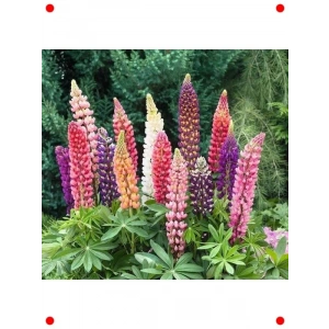 Lupin Çiçeği Karışık Renk Tohumları - 30 Adet
