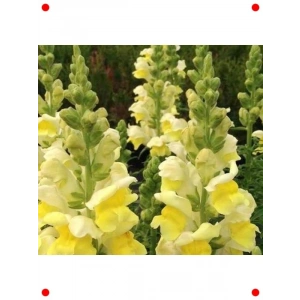 Major Sarı Aslanağzı  Tohumu - 30 Adet