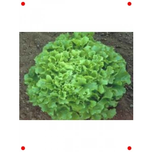 Marul Arapsaçı Tohumu 10 gr