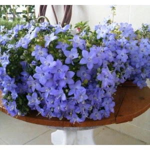 Mavi Çan Çiçeği Tohumu