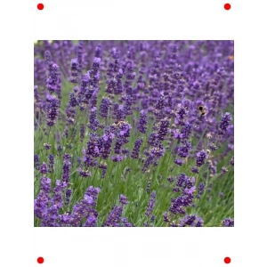 Mavi Çiçekli Keskin Kokulu Lavanta Tohumu (5 Adet)