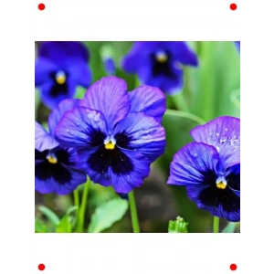 Mavi Gözlü Zarif Menekşe Çiçeği Tohumu