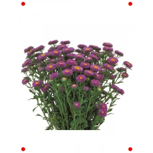 Mavi Kasımpatı F1 Tohumu (15 Adet)