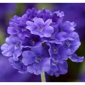 Mavi Ne Çiçeği F1 Tohumu - 20 Adet