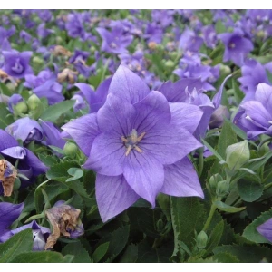 Mavi Renkli Balon Çiçeği Tohumu - 5 Adet Çan Çiçeği