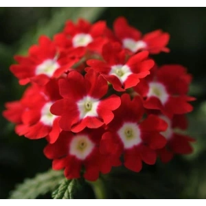 Mavi Renkli Çan Çiçeği Tohumu - 5 Adet, Ni Maviş