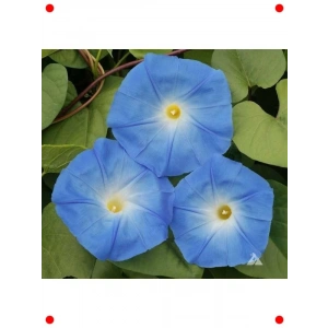 Mavi Sarmaşık Tohumu - 50 Adet