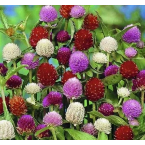 Medine Çiçeği Tohumu - Bahçenize Renk Katın