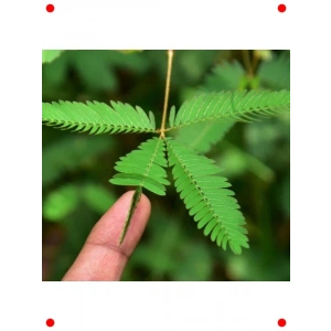 Merak Uyandıran Küstüm Çiçeği Tohumu