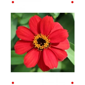Mini Kırmızı Zinnia Çiçeği Tohumu