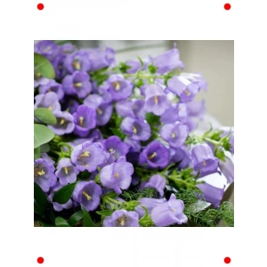 Mini Maviş Çan Çiçeği Tohumu - Leylak Rengi (5 Adet)