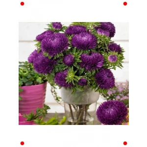 Mor Aster Kasımpatı (Krizantem) - 20 Tohum