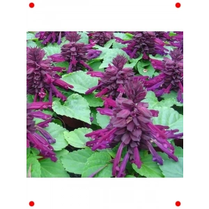 Mor Ateş Çiçeği Salvia F1 Tohumu (30 Adet)