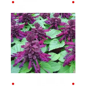 Mor Ateş Çiçeği Salvia  Tohumu (30 Adet)