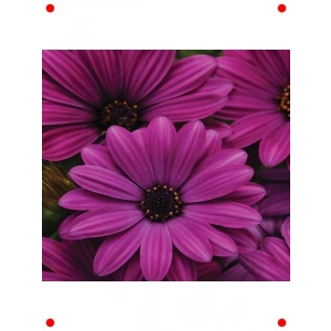 Mor Bodrum Papatyası F1 Tohumu (5 Adet)