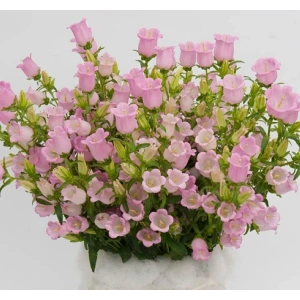 Mor Cam Güzeli F1 Tohumu - 20 Adet, Canlı