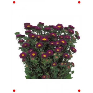 Mor Kasımpatı F1 Tohumu (15 Adet)