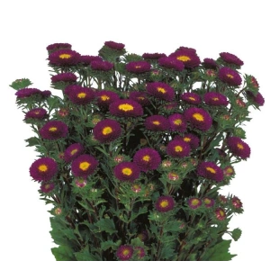 Mor Kasımpatı F1 Tohumu, 15 Adet