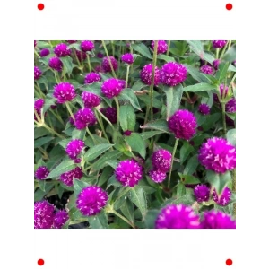 Mor Medine Düğmesi  Çiçek Tohumu - 50 Adet