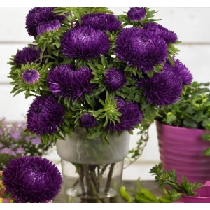 Mor Renkli Aster Kasımpatı (Krizantem) Tohumu - 20 Tohum