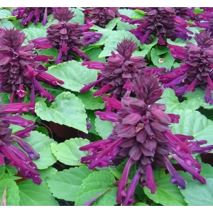 Mor Renkli Salvia F1 Tohumu - 30 Adet