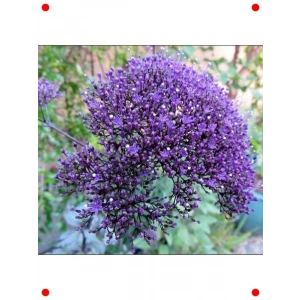 Mor Renkli Uzun Boylu Kesmelik Trakelyum Tohumu - 5 Adet