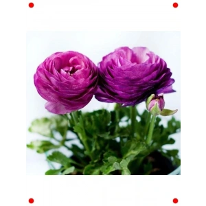 Mor Şakayık Tohumu - 5 Adet (Katlı Çiçek)