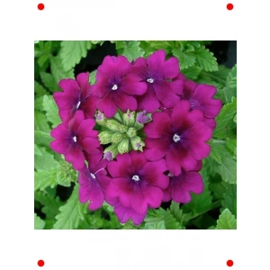 Mor Sarkan ne Çiçeği Tohumu - 10 Adet