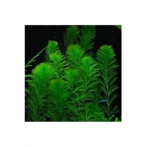 Myriophyllum Elatinoides Canlı Bitki Saksıda, Akvaryum için