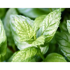 Nane Tohumu, 250 Adet, Bahçe İçin