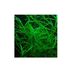 Narrow Leaf Hygrophila Canlı Bitki Saksısı, Yeşil Renk, Saksı İçinde