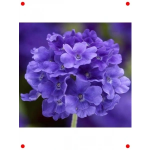 ne Çiçeği  Tohumu (20 Adet)