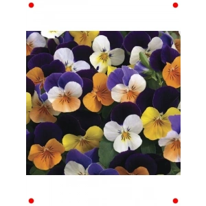 ni Çiçekli Karışık Renkli Menekşe Tohumu (8 Adet)