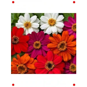 ni Karışık Renk Zinnia Tohumu (5 Adet)