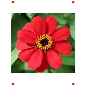 ni Kırmızı Zinnia Çiçeği Tohumu