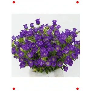 ni ş Çan Çiçeği Tohumu  Renk - 5 Adet