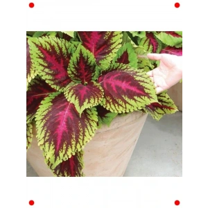 niş Yaprak Kırmızı Yeşil Yaprak Güzeli Tohumu (20 Adet)