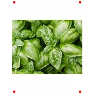 niş Yapraklı Fesleğen Tohumu (150+ Adet)