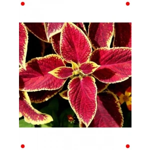 niş Yapraklı Kırmızı Yaprak Güzeli Tohumu - 20 Adet