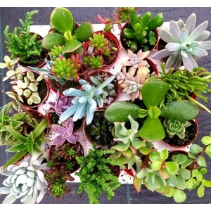 No:1 Sukulent Kaktüs Tohumu ile Bahçenizi Renklendirin